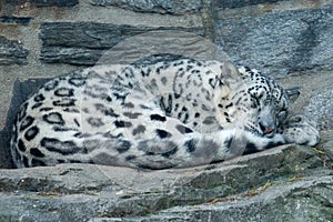 Snow leopard Uncia uncia at Philadelphia Zoo