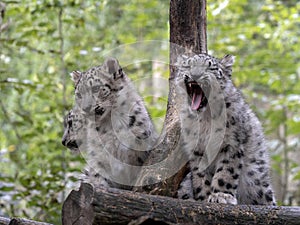 Snow leopard, Uncia uncia, three cabs