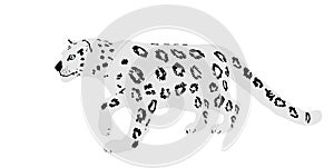 Snow leopard vector illustration isolated on white background. Wild cat in hunt lurking pray. Panther symbol.