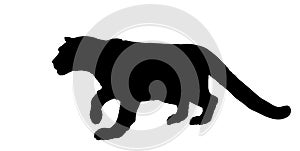Snow leopard vector silhouette illustration isolated on white background. Wild cat in hunt lurking pray. Panther symbol.
