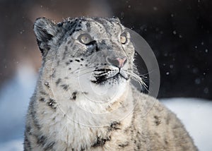 Snow Leopard Watching Snow Fall