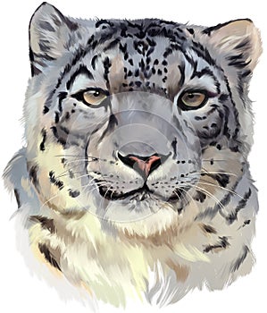 Snow leopard watercolor painting