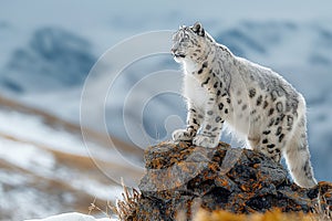 snow leopard white irbis on top of mountain in nature in snowy winter