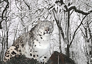 Snow Leopard photo