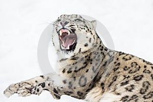 Snow Leopard XII