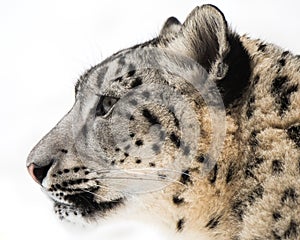 Snow Leopard XV