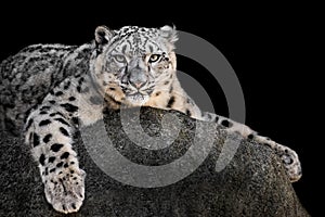 Snow Leopard XXII