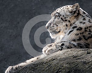 Snow Leopard XXXI photo