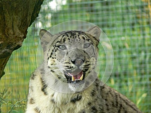 Snow Leopard in a zoo environment