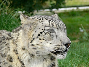 Snow Leopard in a zoo environment