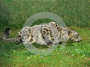 Snow Leopard in a zoo environment