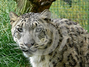 Snow Leopard in a zoo environment