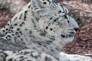 snow leopard - zoo - france