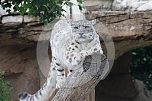 snow leopard in a zoo (france)