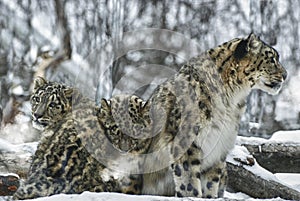 Snow Leopards