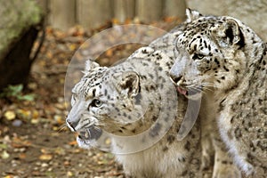 Snow leopards