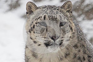 Snow Leopards photo