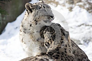 Snow Leopards photo