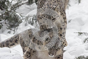 Snow Leopards
