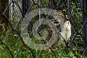 snow leopards- Pt. G.B. Pant High Altitude Zoo, Nainital-Uttarakhand