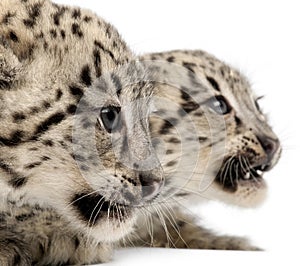 Snow leopards, Uncia uncia or Panthera uncial