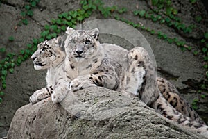 Snow Leopards (Uncia uncia)