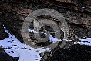 Snow leporad in the nature mountain habitat, Spiti Valley, Himalayas in India. Snow leopard Panthera uncia in the rock, wildlife