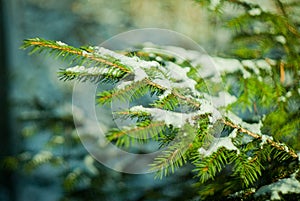 Snow lies on a fir-tree branch in a sunny day