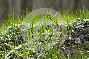 Snow lies on the first green spring grass in the forest. Unexpected snow in early spring.