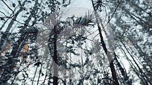 Snow Lies On Green Pine Needles, Close-up. The Concept of the Winter Forest and Nature