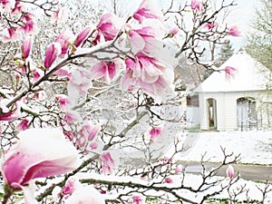 Snow on Liriodendron