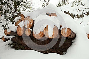 Snow log stack lumber in winter