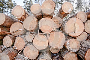 Snow log stack lumber in winter.