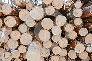 Snow log stack lumber in winter.