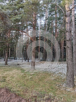 Snow is lying on the grass in the forest.