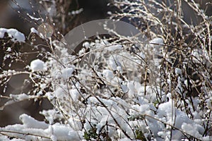 Snow is lying on the grass