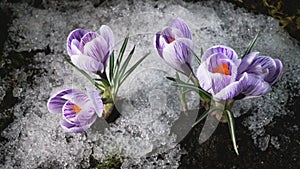 Snow melting and crocus flower blooming in spring