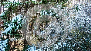 Snow Melting on Trees time lapse