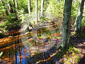 Snow melts in the spring forest. Snow melts in the spring forest