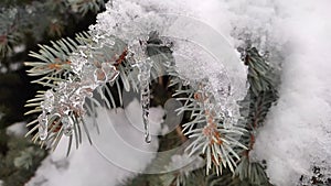 Snow melts on spruce branches and forms beautiful patterns and icicles.