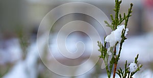 Snow melts on tree branches, city street, selective focus