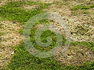 Snow mold or fusarium patch a fungal disease in spring