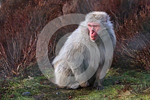 Snow Monkey