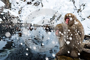 Snow Monkey