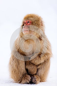 Snow Monkey