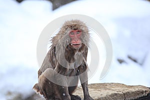 Snow monkey