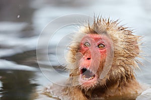 Snow Monkey