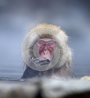 Snow Monkey