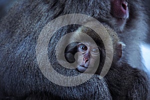 Snow Monkey Baby in Jigokudani Park, Japan