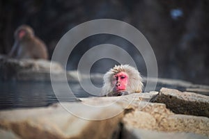 Snow monkey bath in hot spring , Yamanouchi